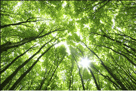 On voit les correspondances entre la nature de Baudelaire, les arbres et l'homme.